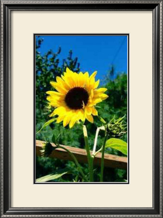 Meet Sunny by Bruce Morrow Pricing Limited Edition Print image