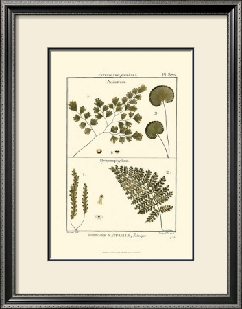 Fern Classification Iv by Denis Diderot Pricing Limited Edition Print image
