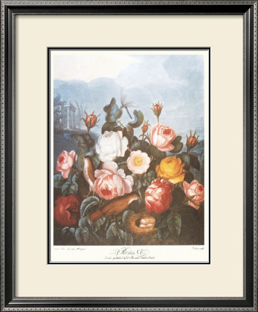 Group Of Roses by Dr. Robert J. Thornton Pricing Limited Edition Print image