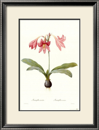 Amaryllis Reticulata by Georg Dionysius Ehret Pricing Limited Edition Print image