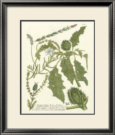 Weinmann Greenery Ii by Johann Wilhelm Weinmann Pricing Limited Edition Print image