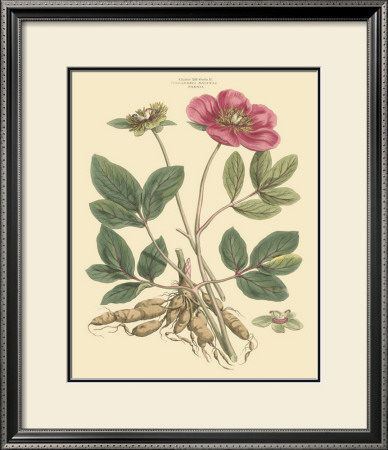 Blushing Pink Florals I by John Miller (Johann Sebastien Mueller) Pricing Limited Edition Print image