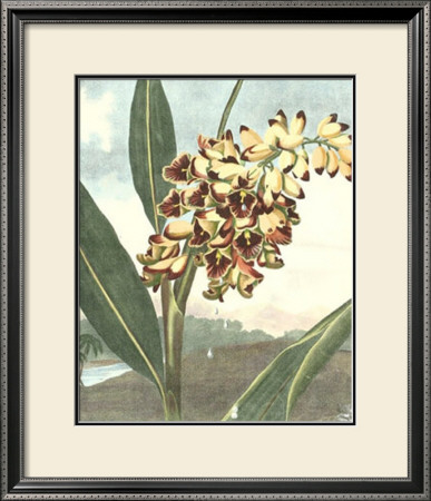 Thorton's Botanical Ii by Charles Francois Sellier Pricing Limited Edition Print image