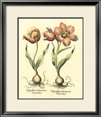 Bulb Garden Iii by Basilius Besler Pricing Limited Edition Print image