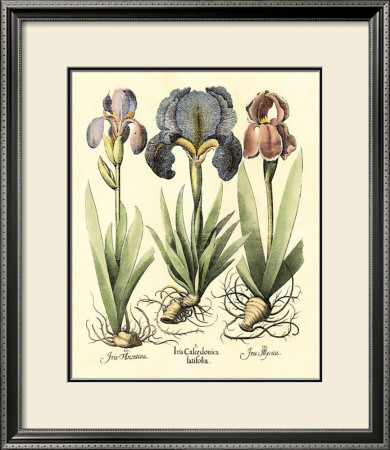 Bulb Garden I by Basilius Besler Pricing Limited Edition Print image
