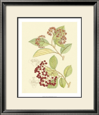 Berries And Blossoms Ii by Samuel Curtis Pricing Limited Edition Print image