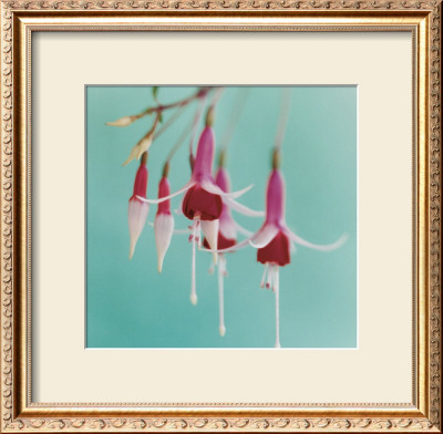 Fuchsia by Natalie Lane Pricing Limited Edition Print image