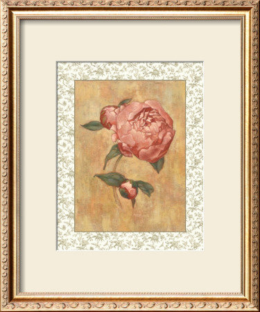 Antique Peony Ii by Linda Hanly Pricing Limited Edition Print image