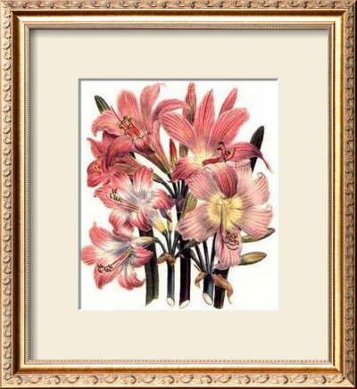Belladonna by Jane W. Loudon Pricing Limited Edition Print image