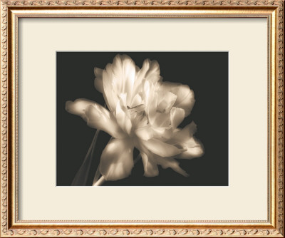 Double Dappled Ii by Charles Britt Pricing Limited Edition Print image