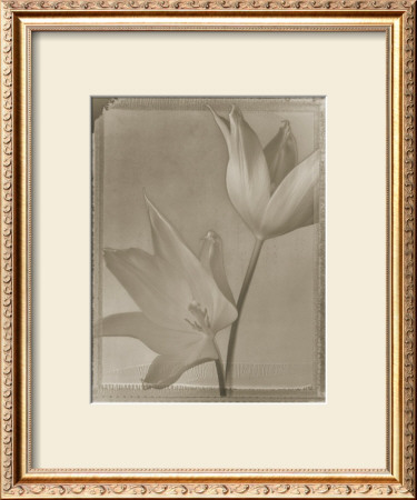 Solarized Tulips by Tom Baril Pricing Limited Edition Print image