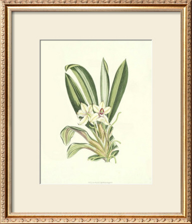 Curtis Floral Ii by Samuel Curtis Pricing Limited Edition Print image
