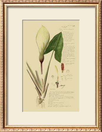 Aroid Plant Iii by A. Descubes Pricing Limited Edition Print image