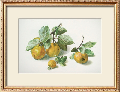 Quinces by Carlos Von Riefel Pricing Limited Edition Print image