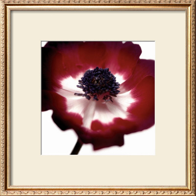 Red Flower by Ian Winstanley Pricing Limited Edition Print image