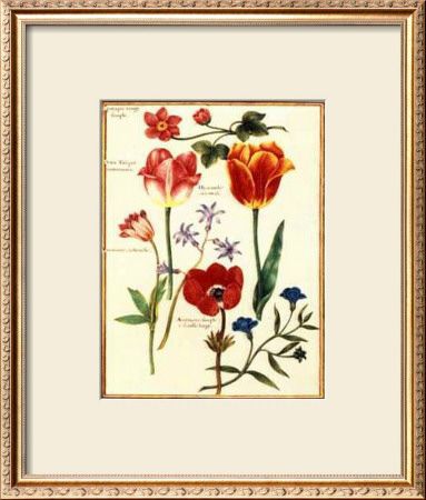 Tulips I by Nicolas Robert Pricing Limited Edition Print image