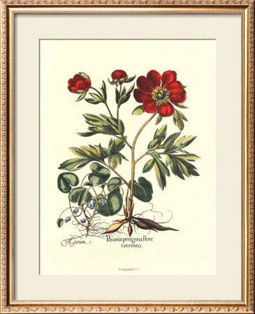 Besler Peonie Iii by Basilius Besler Pricing Limited Edition Print image