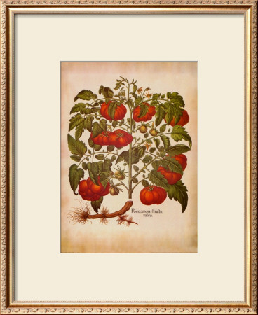 L'herbier I by Basilius Besler Pricing Limited Edition Print image