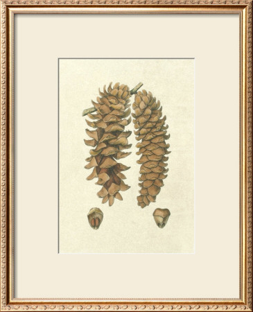 Crackled Woodland Pinecones Iii by Silva Pricing Limited Edition Print image