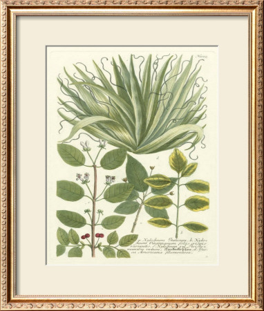 Weinmann Greenery Iv by Johann Wilhelm Weinmann Pricing Limited Edition Print image