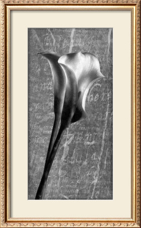 Calla Lily Sonnet Iii by Adrian Jendrasik Pricing Limited Edition Print image