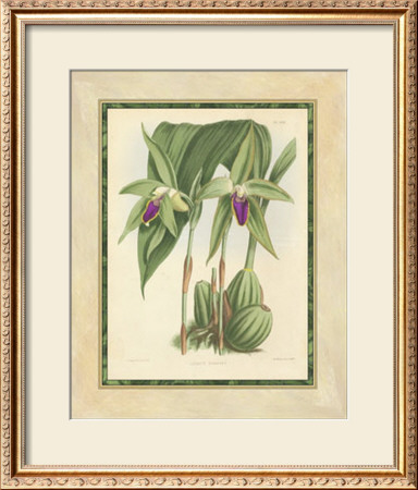 Fitch Orchid Vi by J. Nugent Fitch Pricing Limited Edition Print image