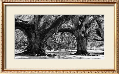 Majestic Oaks Ii by Jeff Maihara Pricing Limited Edition Print image