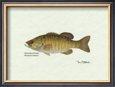 Smallmouth Bass Fish by Ron Pittard Pricing Limited Edition Print image