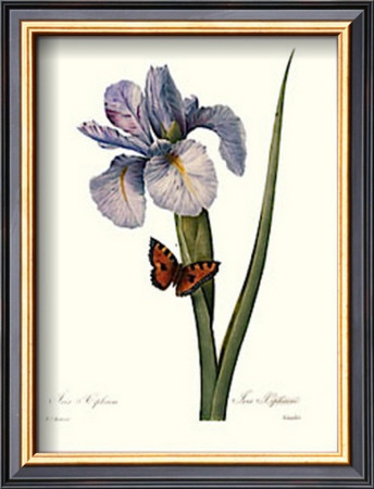 Iris by Pierre-Joseph Redouté Pricing Limited Edition Print image