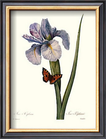 Iris by Pierre-Joseph Redoute Pricing Limited Edition Print image