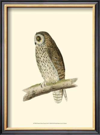 Short Eared Owl by Reverend Francis O. Morris Pricing Limited Edition Print image
