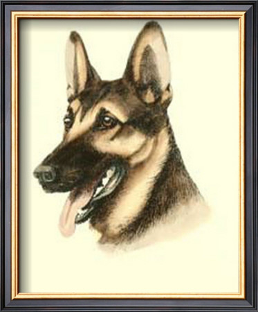 German Shepard by Danchin Pricing Limited Edition Print image