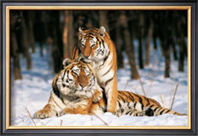 Tigres by Gilles Santantonio Pricing Limited Edition Print image