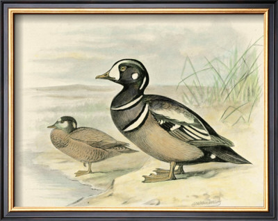 Harlequin Duck by F.W. Frohawk Pricing Limited Edition Print image