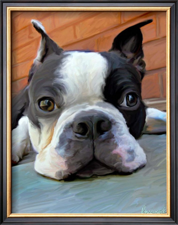 Moxley Boston Terrier by Robert Mcclintock Pricing Limited Edition Print image