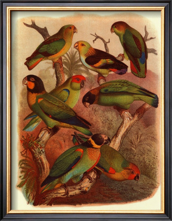 Tropical Birds Iv by Cassel Pricing Limited Edition Print image