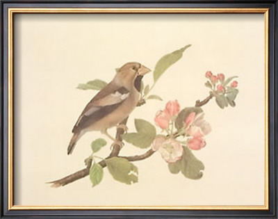 Hawfinch by Frances Le Marchant Pricing Limited Edition Print image