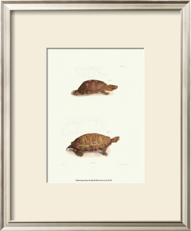 Antique Turtles I by J.W. Hill Pricing Limited Edition Print image