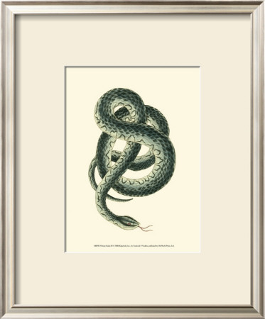 Vibrant Snake Iii by Frederick P. Nodder Pricing Limited Edition Print image