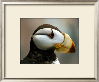 Puffin Profile by Charles Glover Pricing Limited Edition Print image