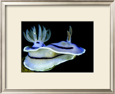 Blue Nudibranch, Glorious Sulawesi by Charles Glover Pricing Limited Edition Print image