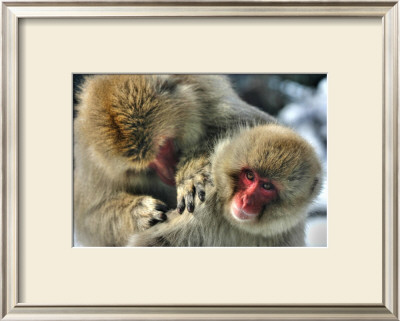 Monkey Grooming by Erin Sanchez Pricing Limited Edition Print image