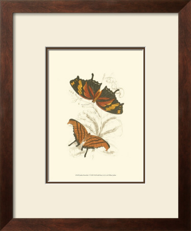 Butterflies V by Sir William Jardine Pricing Limited Edition Print image