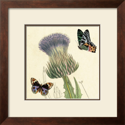 Field Thistle by Louis Van Houtte Pricing Limited Edition Print image
