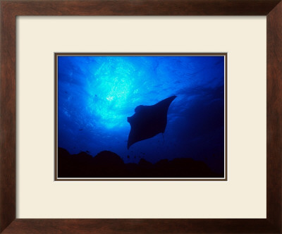Sea Manta Burst by Charles Glover Pricing Limited Edition Print image