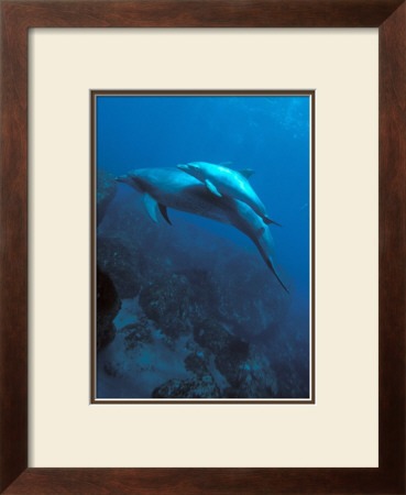 Mother And Baby Dolphins by Charles Glover Pricing Limited Edition Print image