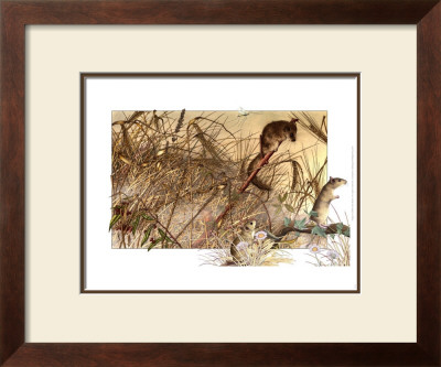 Dormouse And Harvest Mice by Alan Baker Pricing Limited Edition Print image