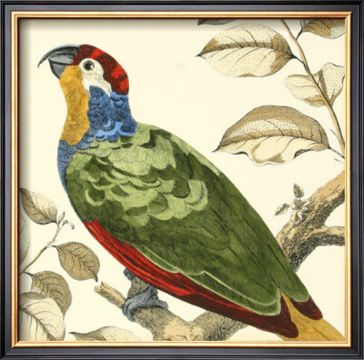Tropical Parrot Ii by Martinet Pricing Limited Edition Print image