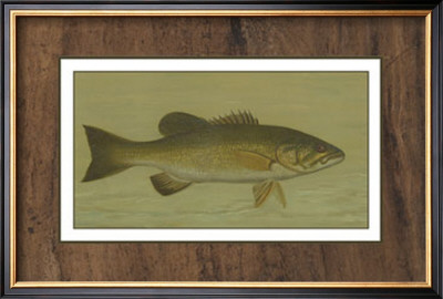 Small-Mouthed Black Bass by Harris Pricing Limited Edition Print image