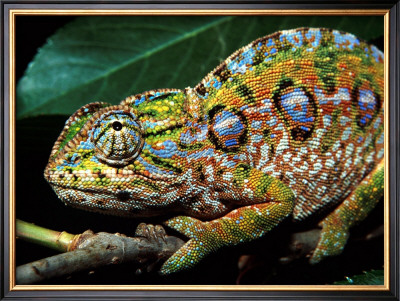 Chameleon, Madagascar by Charles Glover Pricing Limited Edition Print image